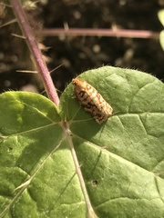 Choristoneura houstonana