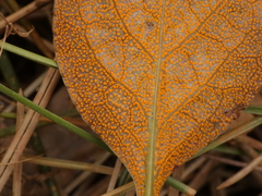 Rossmanomyces pyrolae