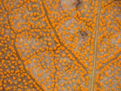 Rossmanomyces pyrolae