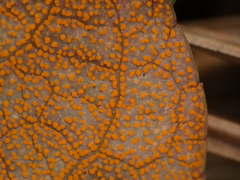 Rossmanomyces pyrolae