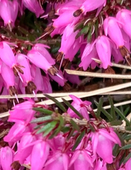 Erica carnea