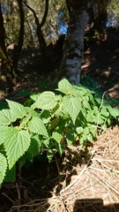 Urtica morifolia