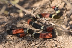 Micrurus pyrrhocryptus