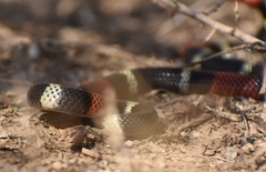 Micrurus pyrrhocryptus