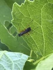 Auplopus mellipes