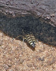 Bicyrtes variegatus