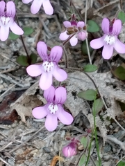 Chaenorhinum