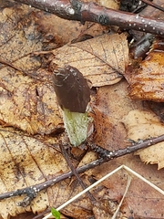 Parasenecio kamtschaticus