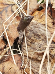 Parasenecio kamtschaticus