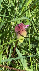 Lamium purpureum