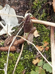 Parasenecio kamtschaticus