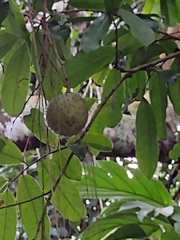 Annona montana