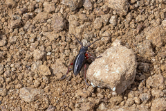 Dorcadion cinerarium