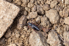 Dorcadion cinerarium