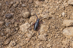 Dorcadion cinerarium