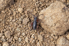 Dorcadion cinerarium