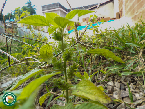 Image of Acalypha poiretii by (c) Diogo Luiz, some rights reserved (CC BY)