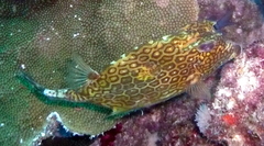 Acanthostracion polygonium