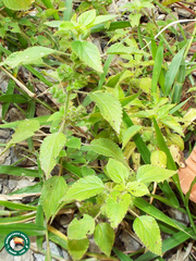 Acalypha poiretii