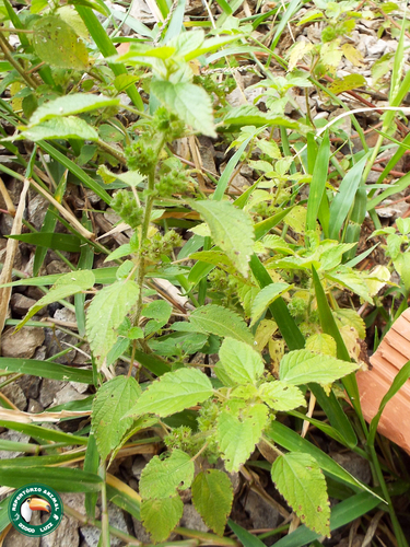 Image of Acalypha poiretii by (c) Diogo Luiz, some rights reserved (CC BY)