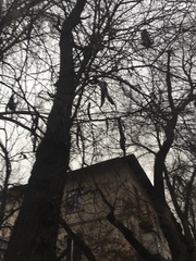 Robinia pseudoacacia