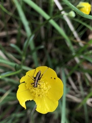 Tettigoniidae