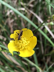 Tettigoniidae
