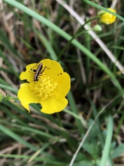 Tettigoniidae