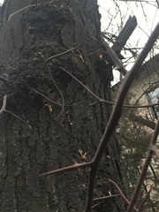 Robinia pseudoacacia