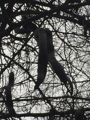 Robinia pseudoacacia