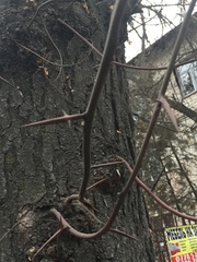 Robinia pseudoacacia