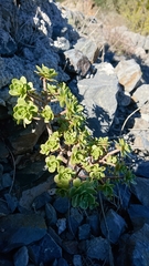 Aeonium spathulatum