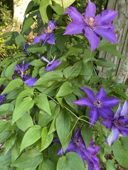 Clematis patens