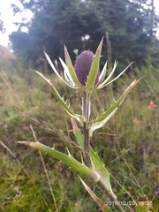 Eryngium proteiflorum