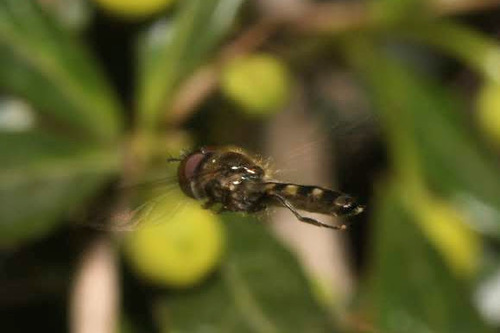 Grey-spotted Sedgesitter