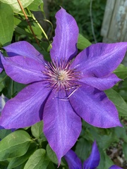 Clematis patens