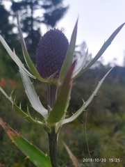 Eryngium proteiflorum