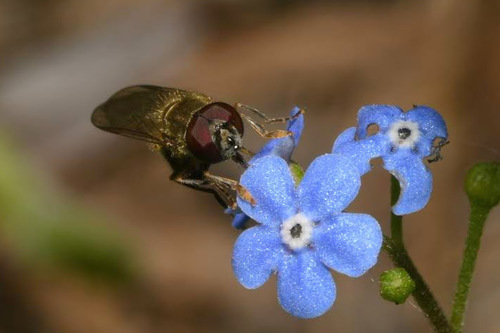 Grey-spotted Sedgesitter