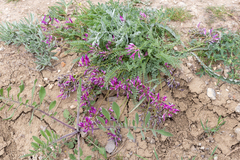 Astragalus suprapilosus