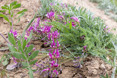 Astragalus suprapilosus