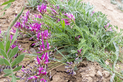 Astragalus suprapilosus
