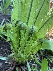 Matteuccia struthiopteris