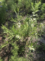 Asimina angustifolia image