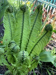 Matteuccia struthiopteris