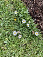 Bellis perennis