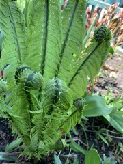 Matteuccia struthiopteris