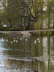 Chroicocephalus ridibundus