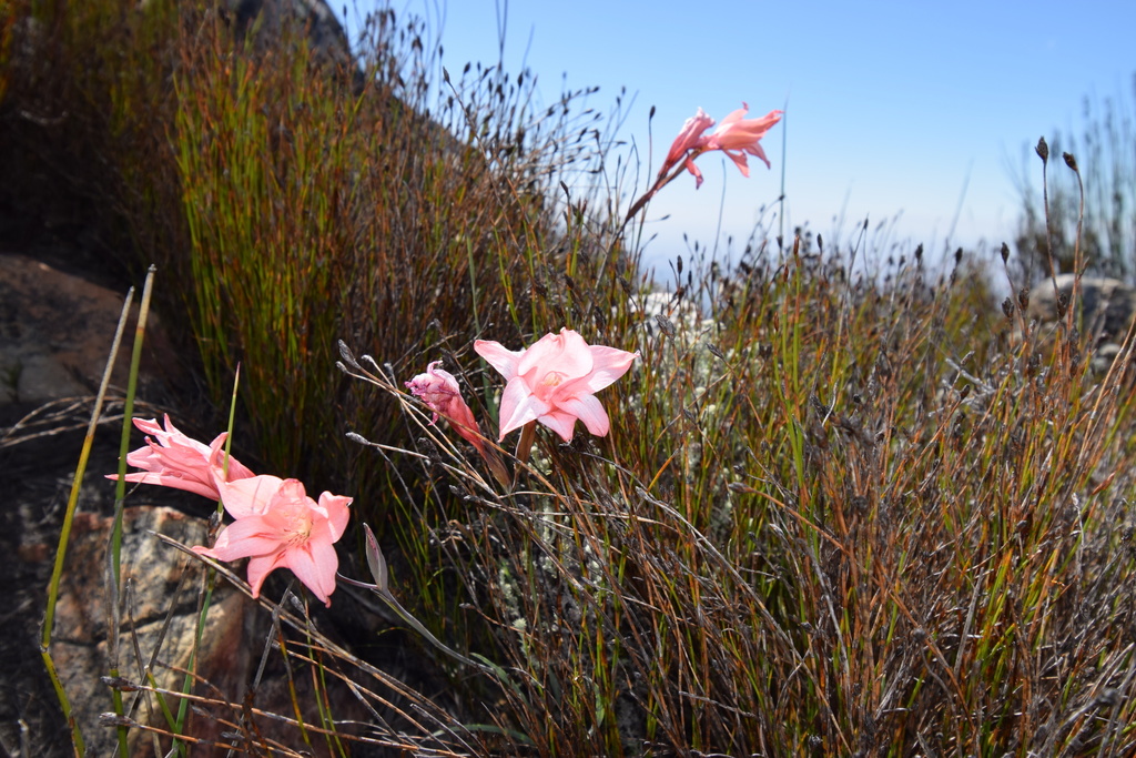 Gladiolus rhodanthus