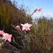 Gladiolus rhodanthus - Photo (c) Robert Blackhall-Miles and Ben Ram, alguns direitos reservados (CC BY-NC), uploaded by Robert Blackhall-Miles and Ben Ram