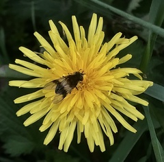 Leucozona lucorum